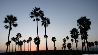 Palm trees sunset hill silhouette - palm tree free wallpaper for desktop