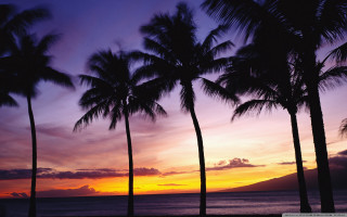 Sunset palm trees mountain purple 2 - a sunset free wallpaper for desktop