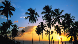 Sunset palm trees ocean clouds 3 - a sunset free wallpaper for desktop