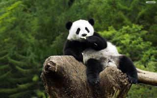 Panda bear tree branch eating - glamor pose free wallpaper