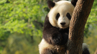 Panda bear sitting tree smiling - a panda bear free wallpaper