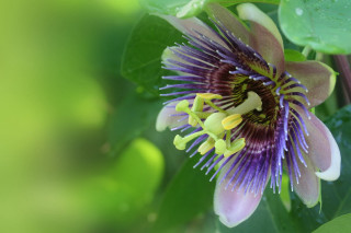Purple flower yellow stamens green - a purple flower free wallpaper