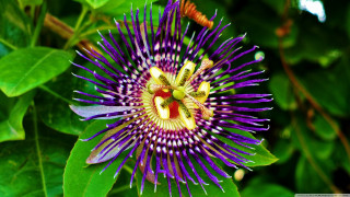 Purple flower yellow stamens green 2 - a bug free wallpaper