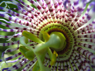 Flower purple green center macro - a green center free wallpaper for desktop