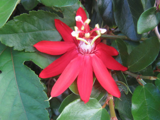 Red flower green leaves white - a white center free wallpaper