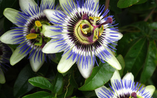 Blue white flowers green leaves - petal free wallpaper