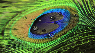 Peacock feather water drops green 3 - feather free wallpaper for desktop