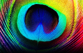 Colorful peacock feather macro mystical - mystical free wallpaper for desktop