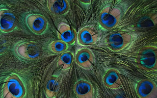 Peacock feathers closeup blue green - anthony devas free wallpaper for desktop