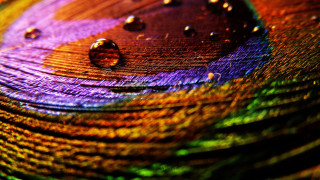 Colorful peacock feather water drops - macro art free wallpaper