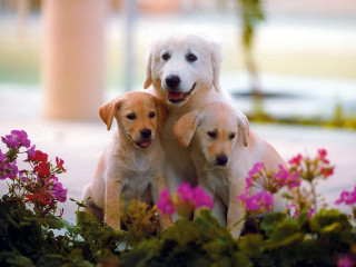 Three dogs sitting flower bed - one dog free wallpaper