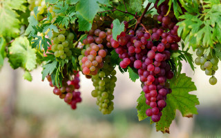 Grapes hanging tree branch leaves 2 - vine free wallpaper