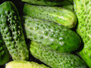 Cucumbers water droplets garden nature - ready free wallpaper