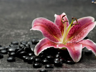 Pink flower black rocks black - a pile free wallpaper