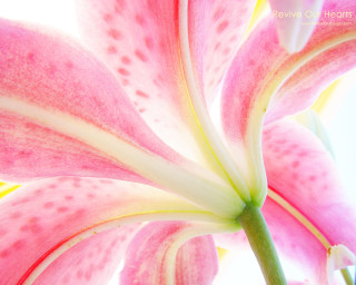 Pink flower white tips green 2 - yellow tip free wallpaper