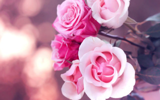 Pink roses vase table blurry - pink rose free wallpaper for desktop