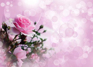 Pink rose pink background bubbles - a pink rose free wallpaper