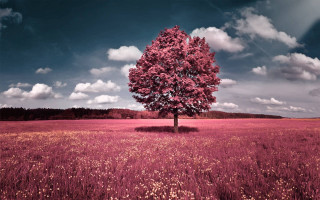 Tree field cloudy sky pink - a tree in a field free wallpaper
