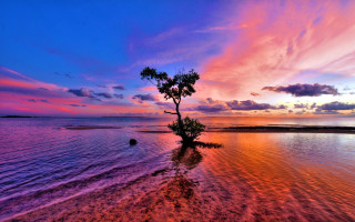 Tree water sunset puzzle mystical - arthur quartley free wallpaper