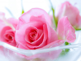 Pink rose glass vase blurry - rose free wallpaper for desktop