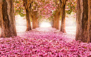 Pink flower pathway dreamlike spring - a pathway free wallpaper