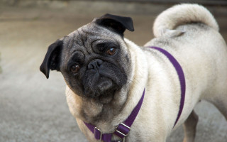 Pug purple collar sad face 2 - a pug dog free wallpaper