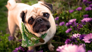 Pug field purple flowers green - a pug dog free wallpaper