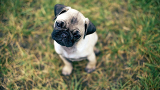 Small pug dog grass looking - visible free wallpaper
