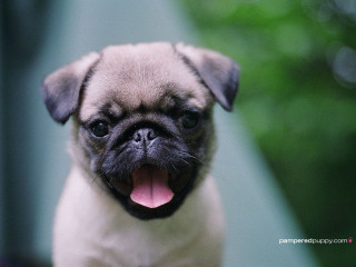 Small pug dog tongue out - a small pug dog free wallpaper