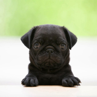 Black pug puppy sad looking - free dogs wallpaper for tablet