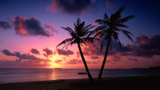 Palm trees beach sunset sky - cloud and a boat free wallpaper