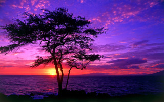Tree silhouette purple pink sunset - a mountain in the distance free wallpaper