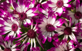 Pink white flowers green background 2 - the flower free wallpaper