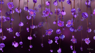 Purple flowers hanging wall bloom - purple flower free wallpaper for desktop