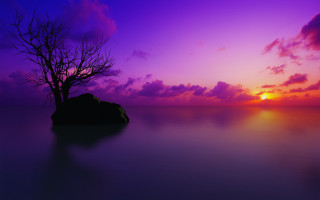 Lone tree silhouette purple sunset 5 - a rock in the foreground free wallpaper for desktop