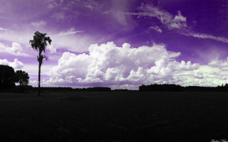 Palm tree field purple sky - daarken free wallpaper