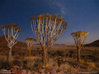 Trees desert night sky stars - a desert free wallpaper