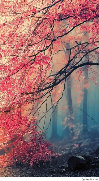 Tree red leaves forest fog - impressionist free wallpaper for mobile