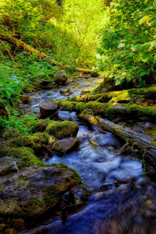 Lush green forest stream rocks 3 - free summer wallpaper for mobile