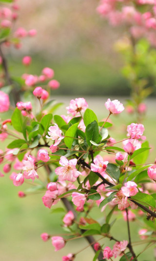Bush pink flowers field grass - grass and trees free wallpaper for mobile