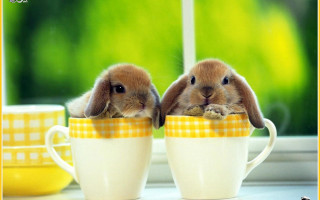 Rabbits sitting cup eating heads - the cup free wallpaper