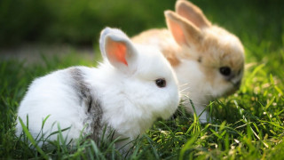 Two rabbits sitting in the - two rabbit free wallpaper