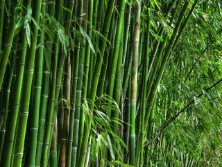 Bamboo tree green leaves path - a bamboo tree free wallpaper for desktop