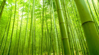 Bamboo forest green trees path - the background and a path free wallpaper