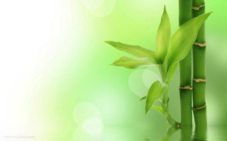 Bamboo plant green leaves water - cao buxing free wallpaper