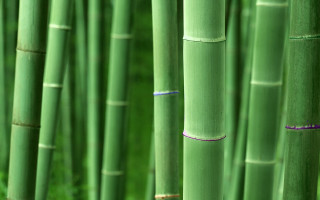Bamboo forest green grass purple - focus free wallpaper