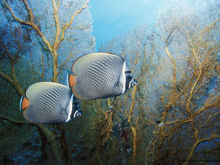Two fish swimming water trees - leaf free wallpaper