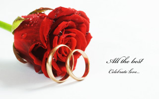 Red rose wedding rings love - ring free wallpaper