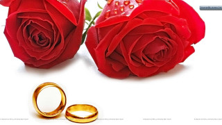 Red roses gold wedding rings - a couple free wallpaper