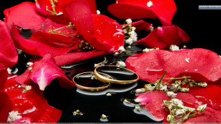 Wedding rings red flowers water - ring free wallpaper for desktop